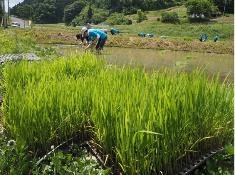【Fukushima / Ninomatsu City】 Agricultural experience connected with nature! (Rice Planting)の紹介画像