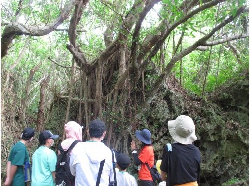 Okinawa Jungle Experience [Subtropical Forest of Horohoro] 90 minutes guided tour! A walking course from the forest to the sea. Safe course recommended for small groups and familiesの画像