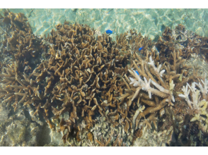 天然の水族館【サンゴ礁観察ツアー】サンゴ礁の上を歩く60分！ファミリーでもお手軽♪着替え・持ち物不要。少人数・2名様から実施！