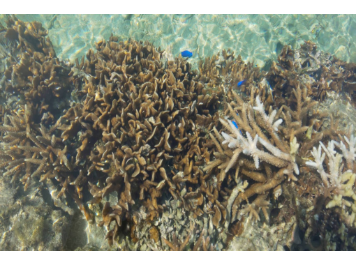 天然の水族館【サンゴ礁観察ツアー】サンゴ礁の上を歩く60分！ファミリーでもお手軽♪着替え・持ち物不要。少人数・2名様から実施！の画像