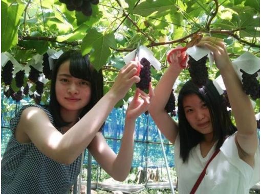 【Yamagata / Nanyo City】 Grape picking & grape parfaying plansの画像