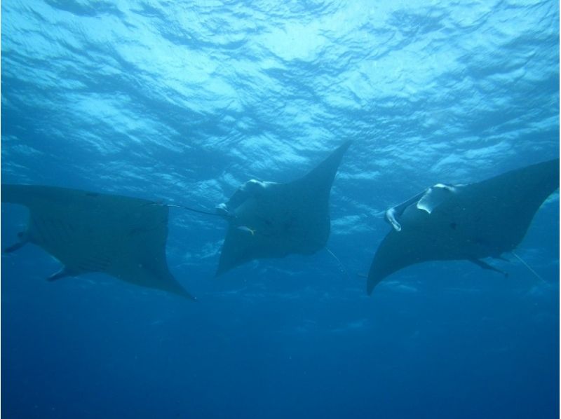 【沖縄・石垣島】マンタシュノーケル＆幻の島上陸＆おまかせシュノーケル＆竹富島観光【1日コース】