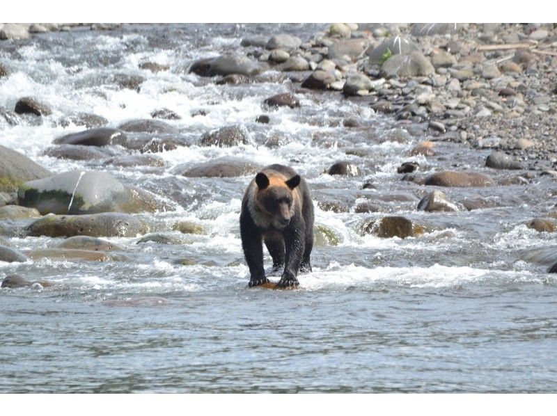 【北海道・知床】＜8時出航便＞爽やかな朝のルシャ海岸クルーズ乗船☆ヒグマ高確率出没地帯「ルシャ」へ♪