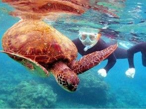 【鹿児島・屋久島】シュノーケリングでウミガメを探しに行こう（半日コース）の画像