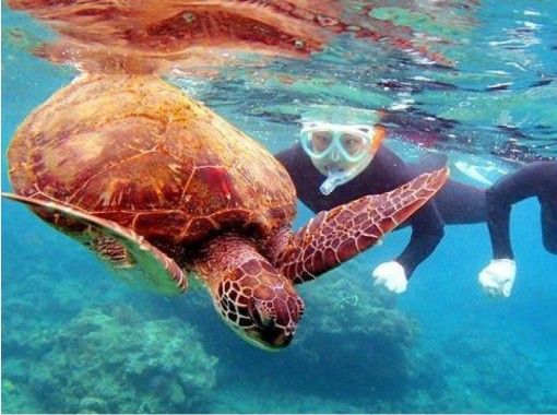 [Kagoshima ・ Yakushima]Snorkeling Let's go looking for sea turtles (half-day course)の画像