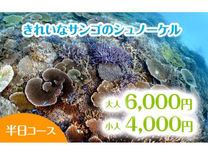 [โอกินาว่า・ อิชิกากิ welcome ยินดีต้อนรับครอบครัว! ปะการังที่สวยงามการดำน้ำตื้น(Snorkeling)(หลักสูตรครึ่งวัน)の紹介画像