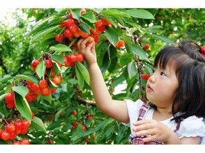 [Gunma / Numata] Red jewels welcome you ♬ Cherry hunting, all-you-can-eat for 30 minutes!の画像