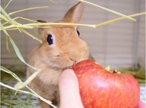 [Tokyo Ikebukuro] Let's play with rabbits at the rabbit cafe! "1 hour experience plan" 5 minutes walk from Ikebukuro stationの画像