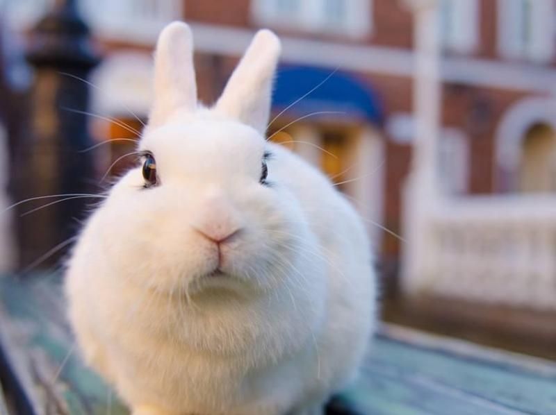 ロイヤリティフリー茨木 うさぎ カフェ すべての動物画像