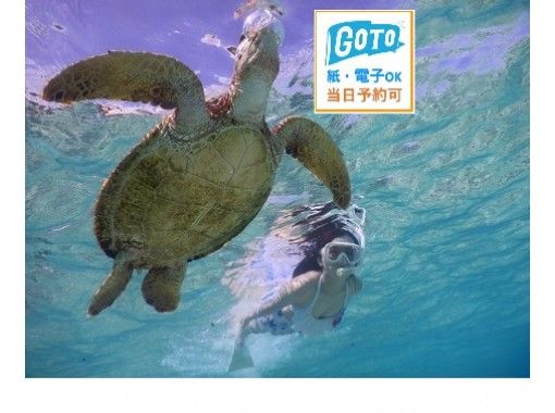 宮古島 地域共通クーポンok 先着貸切 1 遭遇率１００ ウミガメとニモとシュノーケリング 写真 バスタオル付 アクティビティジャパン