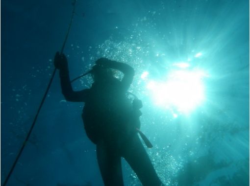 [가고시마·타네가시마]타네가시마이 용미야기! 체험다이빙계획 (반나절 코스)の画像