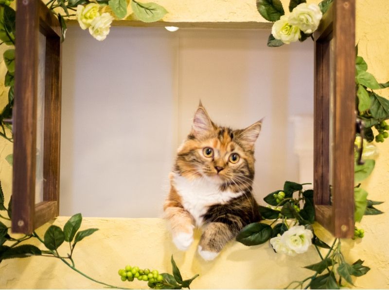 【埼玉・川越】ネットしたり。コミックを読んだり。猫さんとふれあう〔60分コース〕