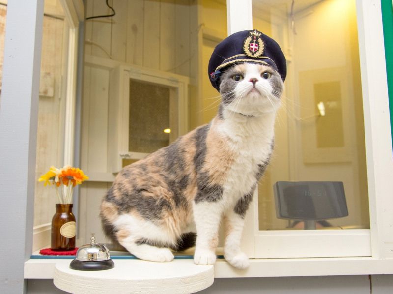 【埼玉・川越】ネットしたり。コミックを読んだり。猫さんとふれあう〔180分コース〕