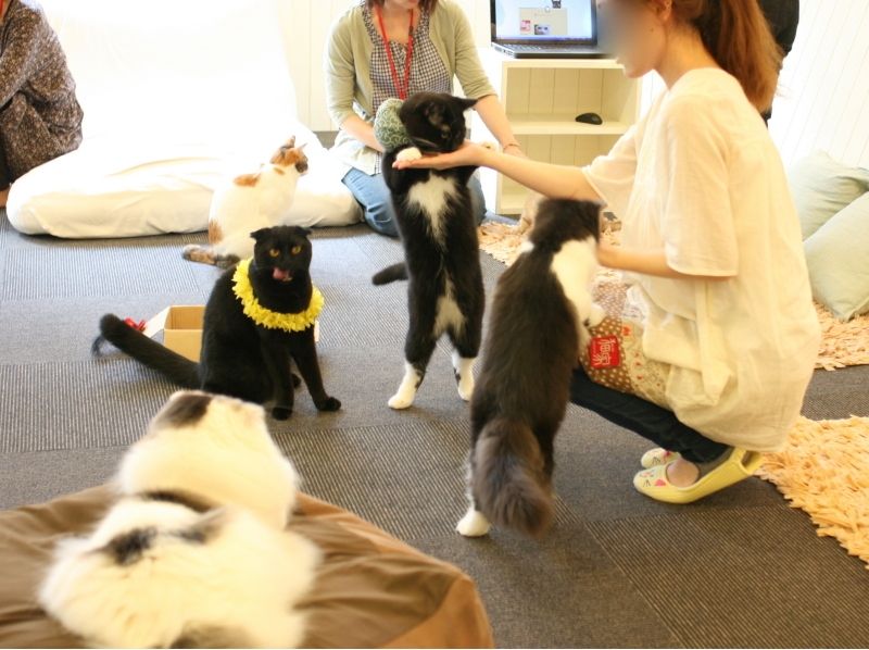 【埼玉・川越】ネットしたり。コミックを読んだり。猫さんとふれあう〔時間無制限コース〕