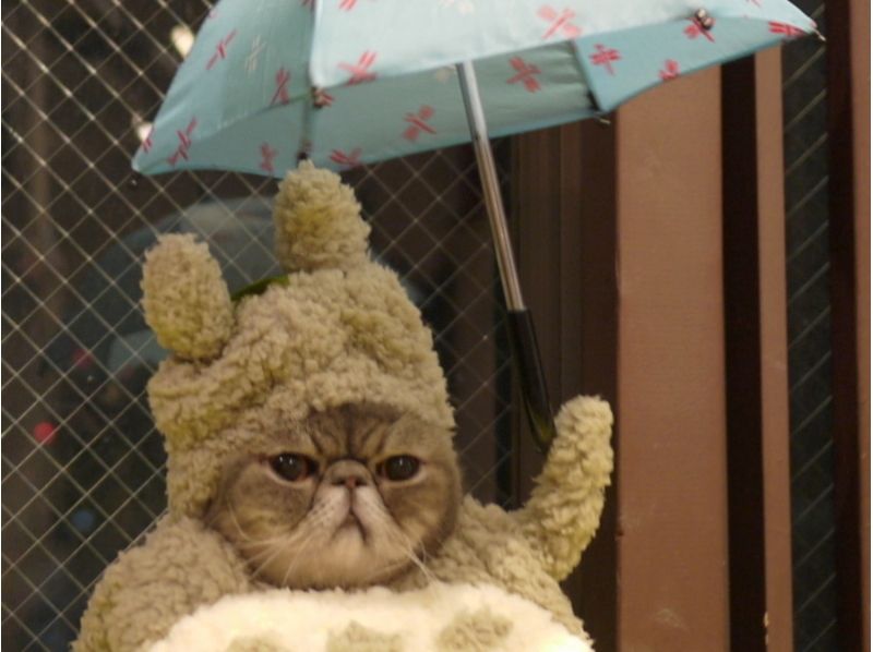 【埼玉・大宮】広い空間でゆったりのんびり。猫さんとふれあう〔60分コース〕