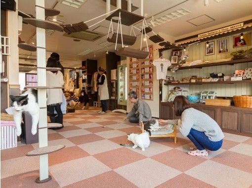 猫カフェ 猫家 大宮店