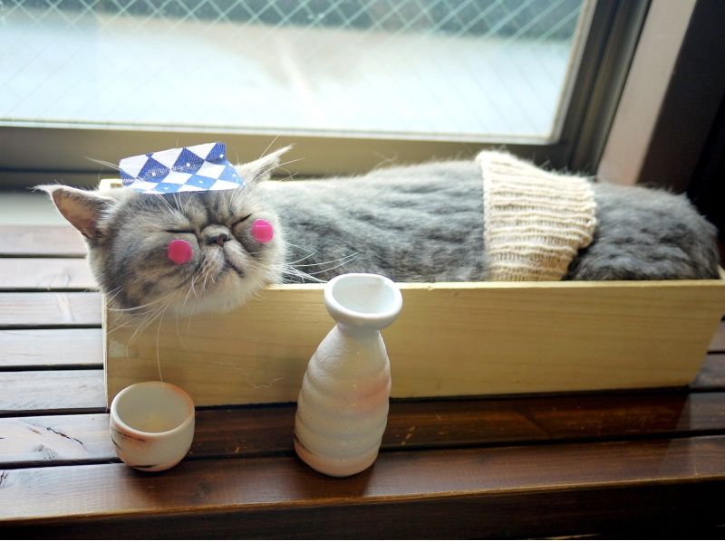 【埼玉・大宮】広い空間でゆったりのんびり。猫さんとふれあう〔180分コース〕
