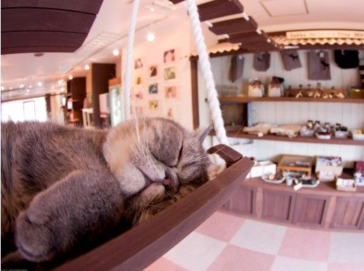 猫カフェ 猫家 大宮店