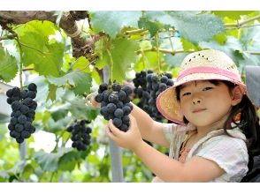【Tochigi · Tochigi City】 Time unlimited! All you can eat image of grape hunting