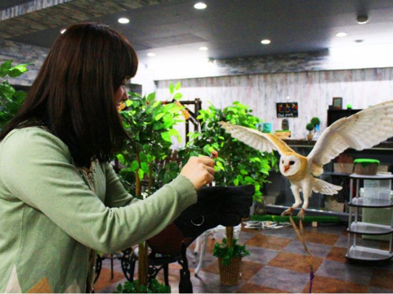 【東京・池袋】フクロウカフェで楽しくふくろうと遊ぼう。〔平日コース:時間無制限〕