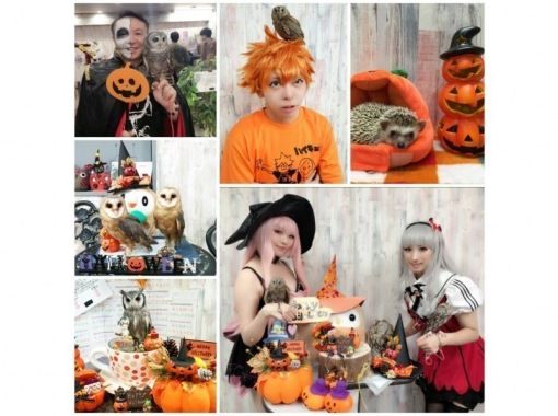 東京 池袋動物ふれあい体験 フクロウカフェ池袋 ハリネズミとのふれあいをお得に同時体験 土日祝コース 90分 池袋駅西口より徒歩3分 トラベルコ