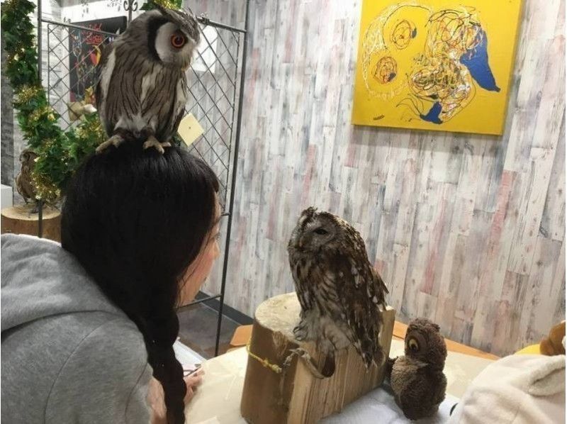 【東京・池袋】フクロウカフェ池袋＆ハリネズミとのふれあいをお得に同時体験！〔土日祝コース：90分〕