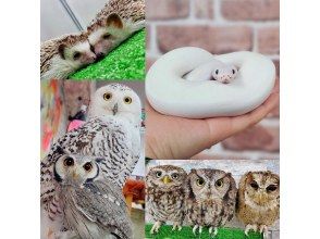 [Owl Cafe Tokyo / Ikebukuro West Exit] Animal contact & feeding experience fee included! Lucky owl & white snake & hedgehog contact experience! 3 minutes walk from Ikebukuro Station West Exitの画像