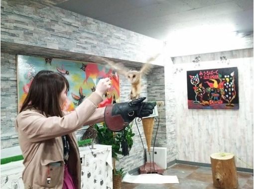 【東京・池袋】フクロウカフェで楽しくふくろうと遊ぼう。〔貸切コース：90分〕の画像