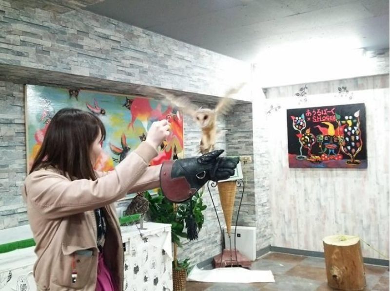【東京・池袋】フクロウカフェで楽しくふくろうと遊ぼう。〔貸切コース:90分〕