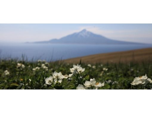 [홋카이도· 시리 섬] 갈조류 자연 가이드 서비스 갈조류 등산과 레 분도 트레킹 (2 일) 계획の画像
