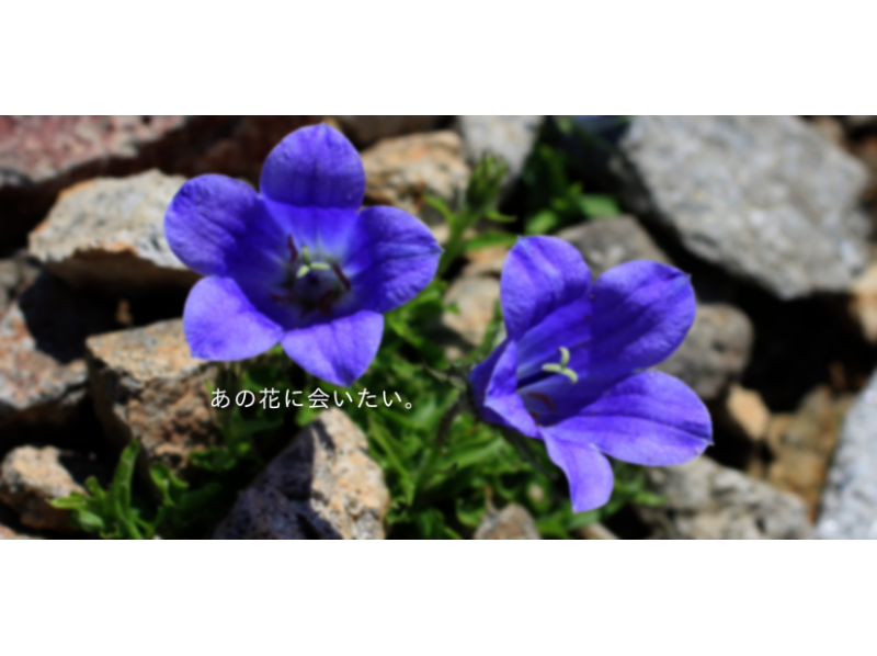 【Hokkaido · Rishiri Island】 Rishiri nature guide service · Rishiri Island "flower guide" planの紹介画像