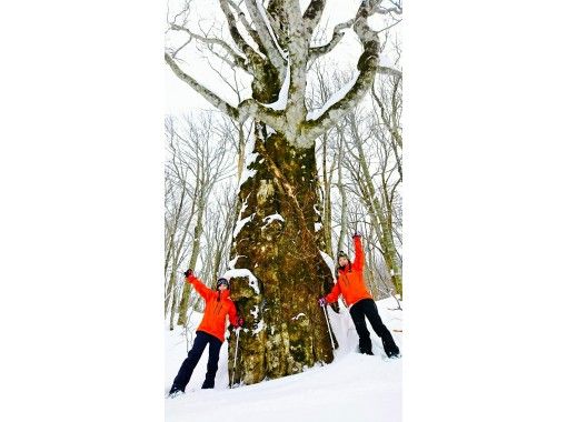 [福島/會津/裡盤台] 到粉雪和巨樹的森林！雪鞋徒步穿越原始山毛櫸森林の画像