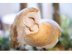 【東京・原宿】原宿最大のフクロウとタカのテーマパーク!ふれあい60分プランの画像
