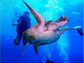 【Friends · Couples · Family 1st Most Popular】 Ishigaki Island's Hidden Border "Phantom Island" & Experience Diving Tour ☆ "Half day course" picture