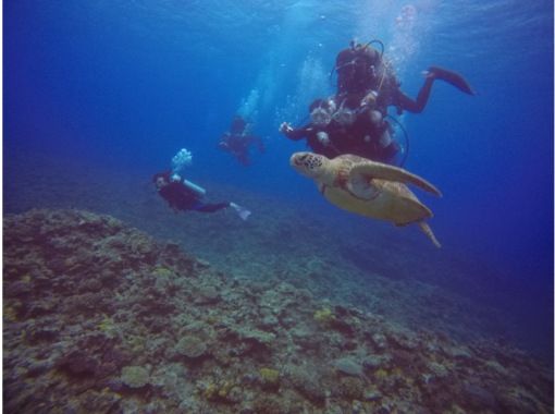 2025年4月度Google口コミ数「沖縄ダイビング」第1位！那覇発・半日慶良間諸島海ガメに逢える！？器材レンタル付！ファンダイビング2回の画像