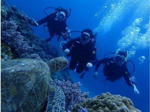 【那覇発・半日・慶良間諸島】海ガメに逢える!?カメラレンタル無料！初心者でも安心の体験ダイビング（国立指定公園コース）の画像