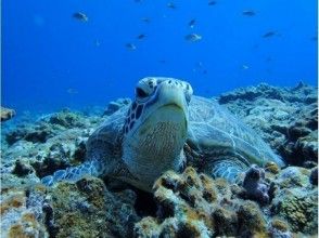 【沖縄・那覇】初心者安心の体験ダイビング(慶良間諸島コース)の画像