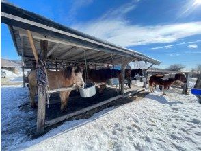 北日本乗馬サービスバンダナ