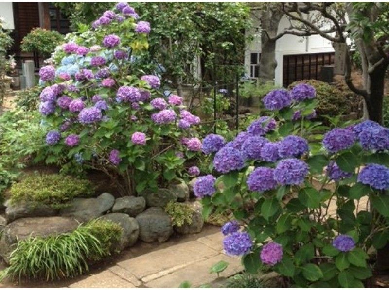 ≪期間限定!紫陽花の穴場コースをご案内!≫人力車・音羽屋のあなたの知らない谷中めぐり」【8095】の紹介画像