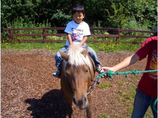 【Hokkaido · Biei-cho】 Baba · Horse riding experience (Dokko or pony) Contact experience (15 minutes)の画像