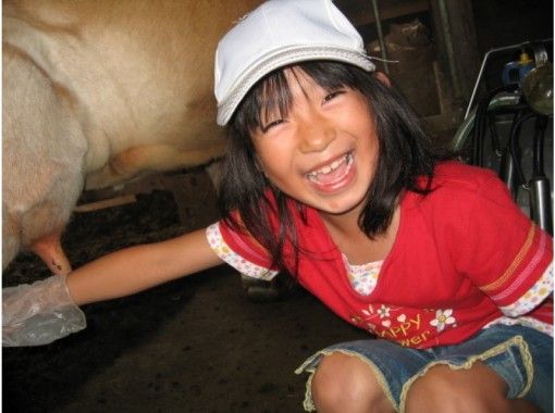 【Hokkaido · Biei-cho】 You can try milk ★ Jersey cow's milking experience (30 minutes)の画像
