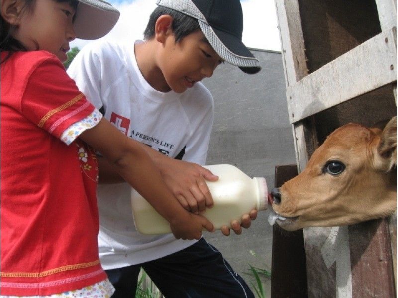 【北海道・美瑛町】仔牛のミルクやり（15分）哺乳ビン1本分★の紹介画像