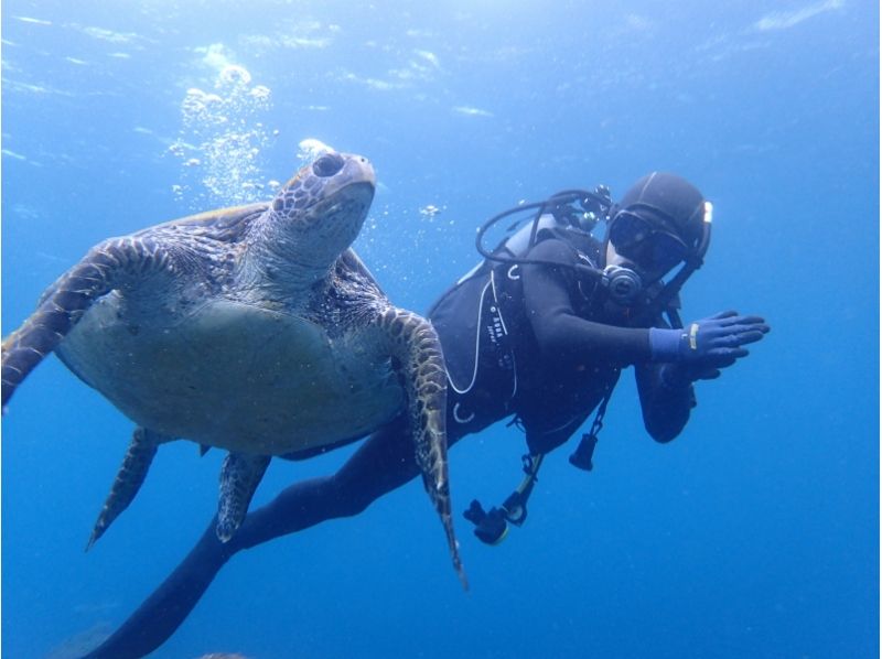 [伊豆群岛·八丈岛（Hachijojima）在八丈岛（Hachijojima）体验海龟的岛屿深潜玩得开心！交易执行平日计划の紹介画像