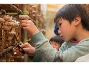 【Chiba Prefecture · Sakura City】 Enjoy shiitake hunting! Even rain OK ♪ BBQ can be done! Image of