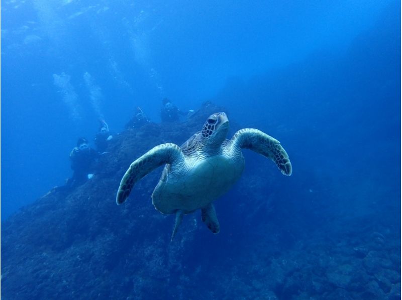 【伊豆諸島・八丈島】海ガメに会える島、八丈島で体験ダイビングを楽しもう!素敵な休日・土日祝日プラン