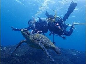 【東京都・八丈島】アオウミガメと泳ぐ体験ダイビング！遭遇率98 %超！ウェアラブルカメラ 貸出つき！