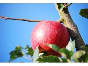 【Yamagata fruit hunt】 1 hour all-you-can-eat enjoy Enjoy the apple hunting experience! Image of