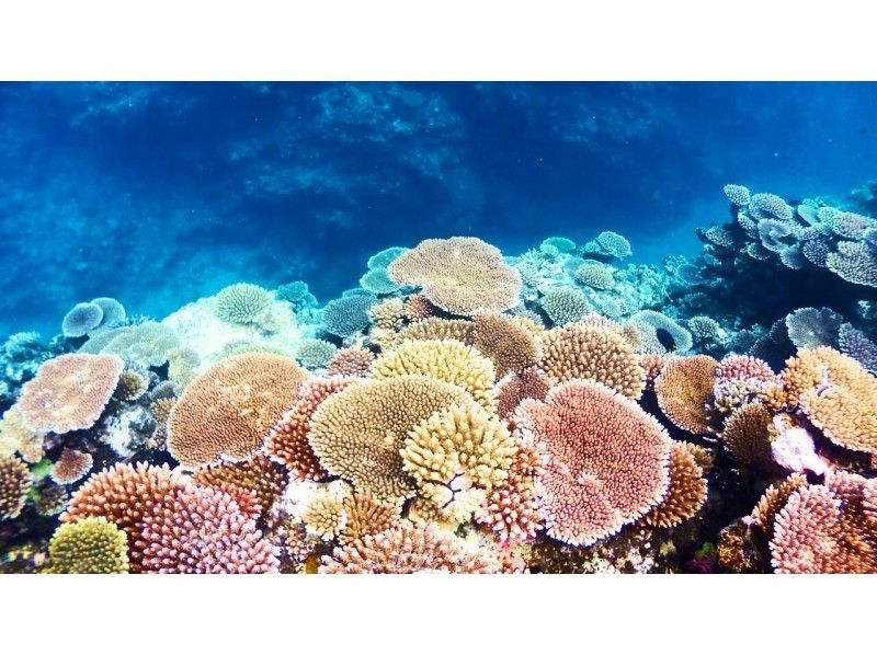 [Okinawa / Kohama Island] Regional common coupons are OK! 2-point snorkel (half-day plan) Explore the unexplored sea!の紹介画像