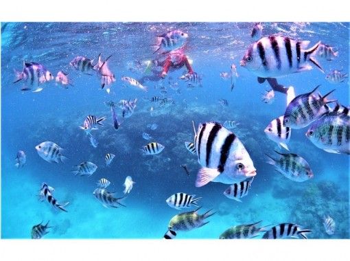 完全貸切・ビーチシュノーケルプラン・崎本部ゴリラチョップ【写真撮影無料・餌付け体験付き】の画像