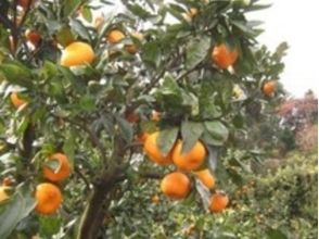 【Shizuoka / Izu Atsukawa】 Image of tangerine hunting · all you can eat ♪